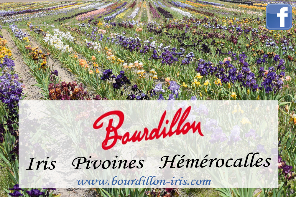 Bourdillon iris