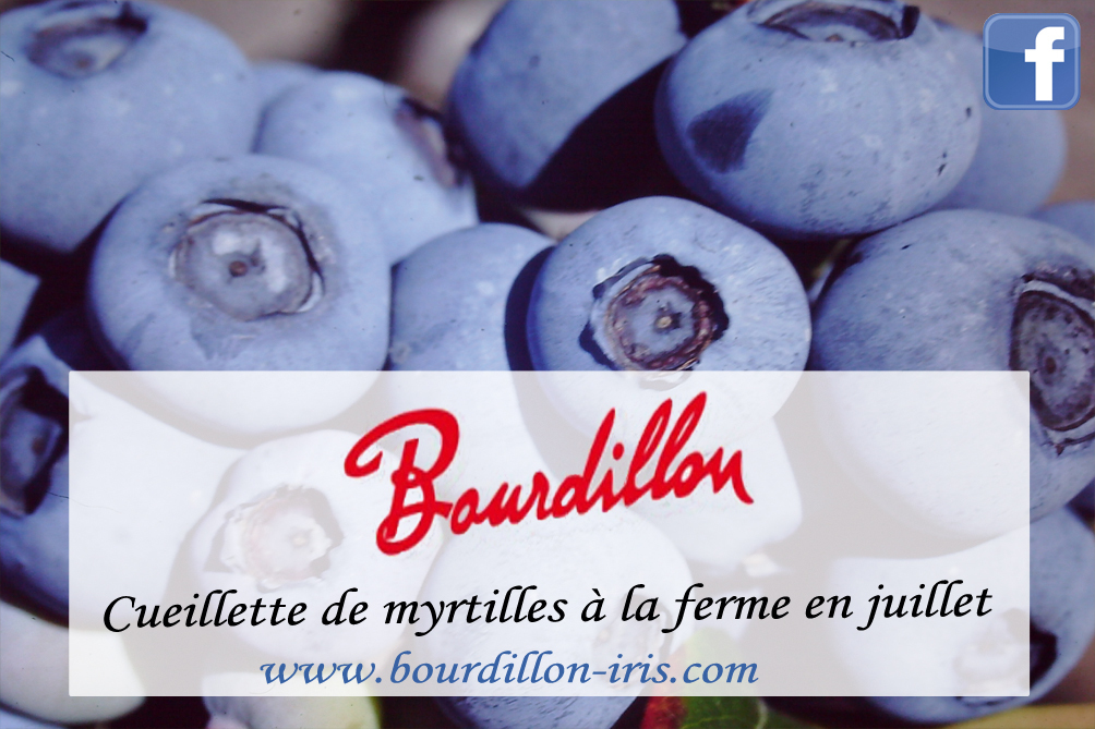 Bourdillon myrtilles